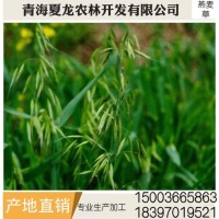 燕麥草 養(yǎng)殖場(chǎng)燕麥草 牛羊、兔子、荷蘭豬和豚鼠寵物牧草