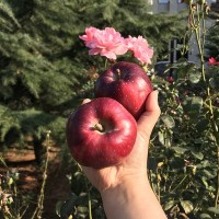 順豐快遞甘肅天水花牛蘋果國(guó)產(chǎn)蛇果刮泥水果一件代發(fā)