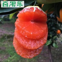 【產(chǎn)地直供】秭歸中華紅血橙5/9斤包郵 現(xiàn)摘新鮮水果紅肉臍橙子