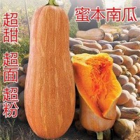 早栗蜜本南瓜種子超甜粉面蜜本甜南瓜早熟高產(chǎn)耐貯運(yùn)四季蔬菜種籽