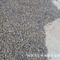 （產地供應）湖北油茶籽 烘干茶籽 油茶之鄉(xiāng) 高油率茶籽 山茶籽