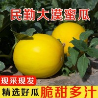 黃河蜜瓜頭茬當季現(xiàn)采摘應季采摘哈密瓜甘肅民勤3斤5斤9斤