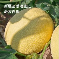 新疆至愛(ài)哈密瓜精品老農(nóng)促銷整箱6至8斤48元順豐包郵