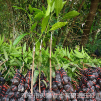 金煌芒果嫁接果樹苗 臺(tái)農(nóng)桂七四季芒紅貴妃凱特芒果樹苗地栽盆栽