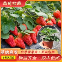 種植基地直供草莓苗 當年結(jié)果陽臺種植地栽盆栽 四季奶油草莓苗