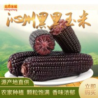 現(xiàn)貨供應(yīng)沁州黑黑玉米 新鮮粘黏玉米棒食用糯玉米  10件起訂