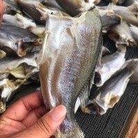 鱸魚干跑江湖展會地攤深海鱸魚干干魚魚干水產(chǎn)干貨鱸魚