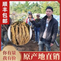 鮮人參500g長白山人參一手貨源帶土鮮參泡酒煲湯參壞包賠現(xiàn)挖現(xiàn)賣