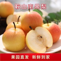 鞍山南果梨5斤海城南國香水梨東北特產(chǎn)新鮮水果應(yīng)季水果  2盒起批