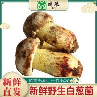 2020新貨白蔥菌500g 食用菌酒店煲湯食材美味農(nóng)副產(chǎn)品廠家批發(fā)