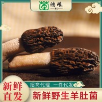 2021新鮮羊肚菌1000g 菌菇土特產(chǎn)煲湯酒店餐飲食材產(chǎn)地貨源批發(fā)