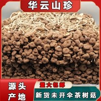 新貨不開(kāi)傘茶樹(shù)菇古田食用菌 福建干貨500g袋裝未開(kāi)傘茶樹(shù)菇批發(fā) 2包起批