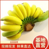 當季佳麗香蕉 香甜軟糯新鮮孕婦水果小販地攤貨源banana整箱批發(fā)