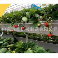 培種植架 樓頂陽(yáng)臺(tái)大棚無(wú)土栽培 草莓種植架