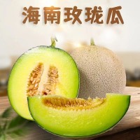 代發(fā)供應 應季頭茬哈密網(wǎng)紋瓜 多汁新鮮大甜瓜 海南玫瓏甜瓜