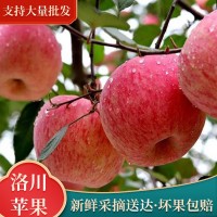 陜西洛川紅富士 80#10斤裝脆甜多汁原產地直發(fā)整箱批發(fā)